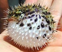 Puffer fish Puffer fish